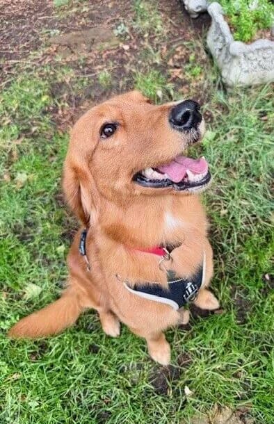 Wotsit,  (All Dogs Matter)