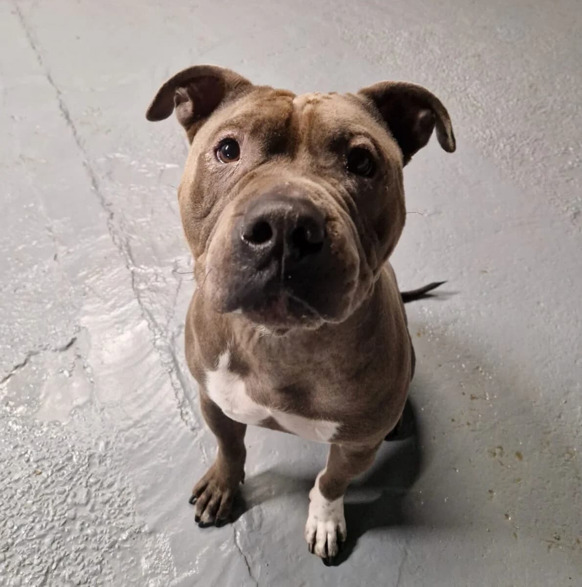 Wyatt, male 5yo mixed breed for adoption at Newcastle Dog and Cat Shelter, Newcastle