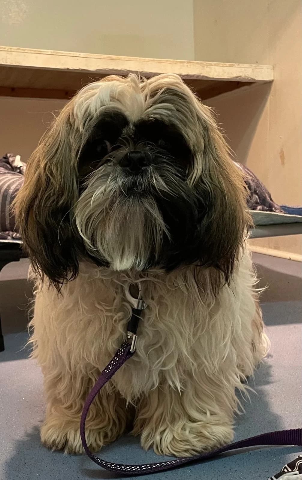 Yeti, English Bulldog (Newcastle Dog and Cat Shelter)