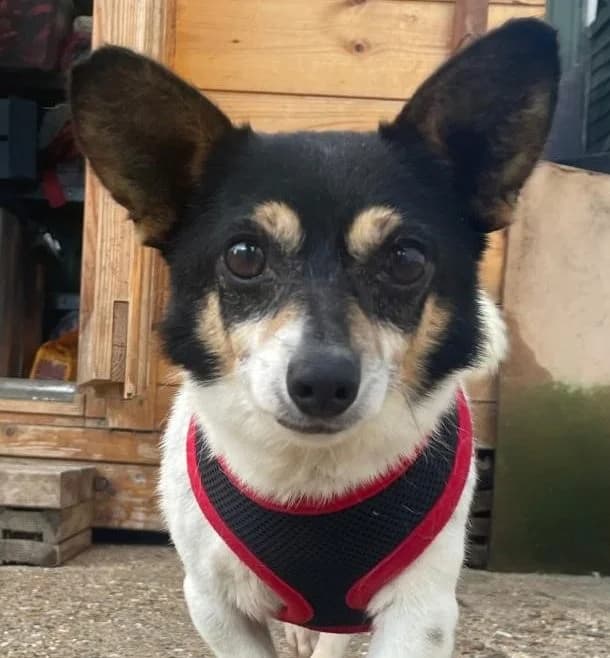 Yoda, female 7yo mixed breed for adoption at All Dogs Matter, London