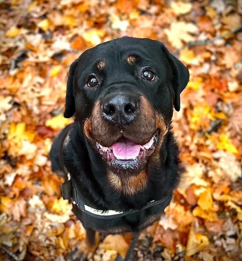 Yogi,  (All Dogs Matter)