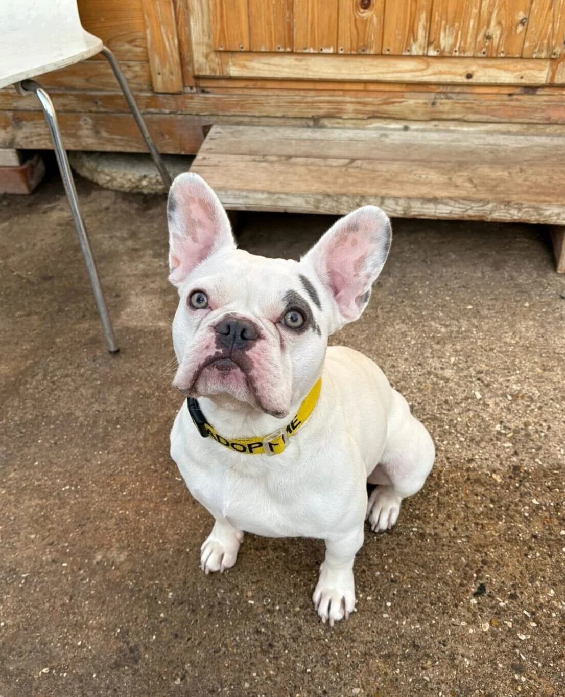 Zac,  (All Dogs Matter)