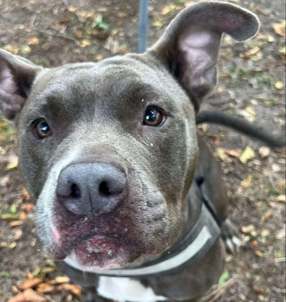 Zara,  (All Dogs Matter)
