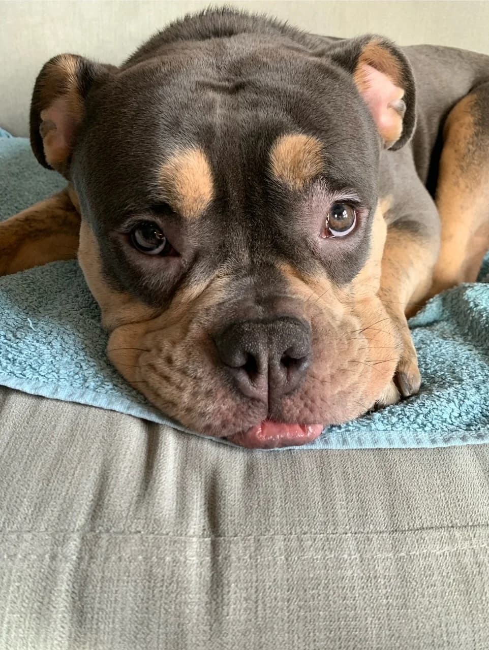 Zelda,  (All Dogs Matter)