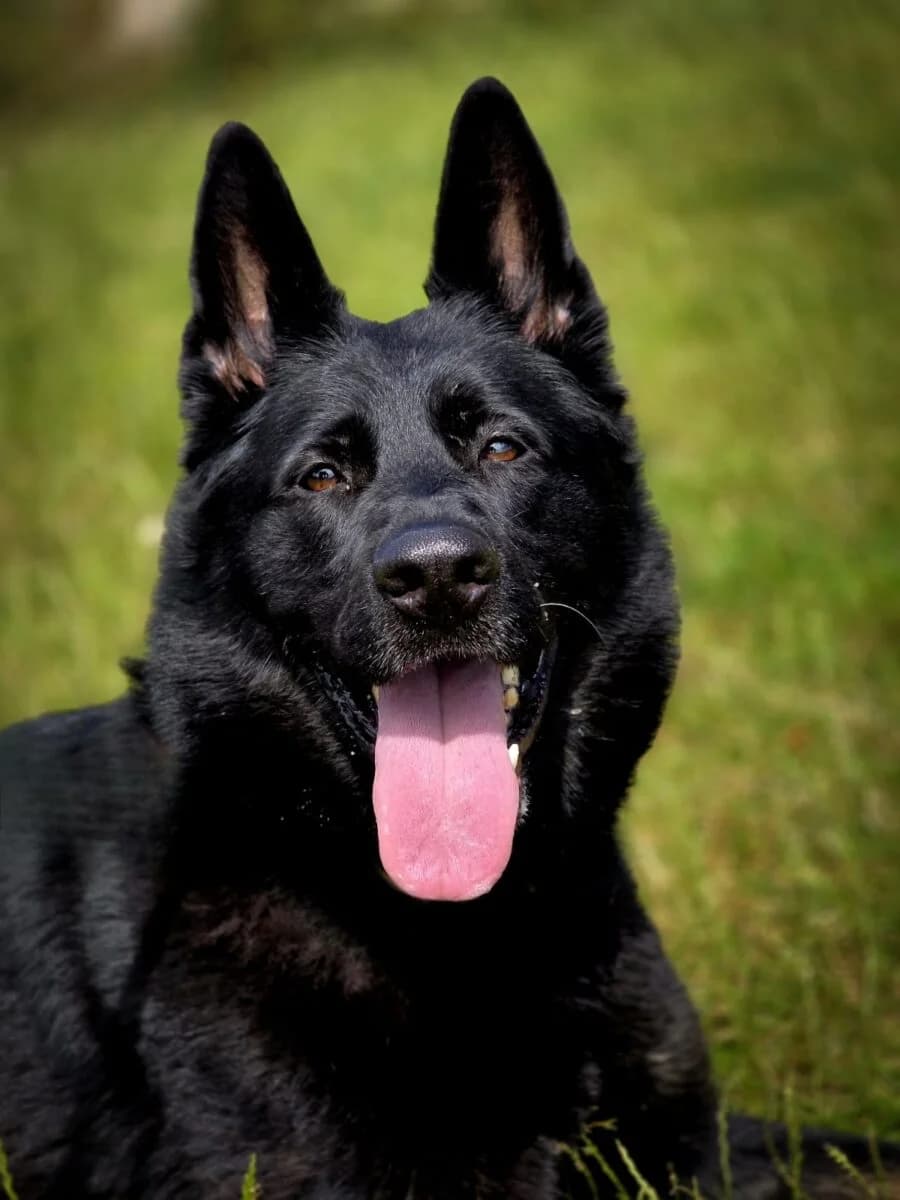 Zena,  Mixed Breed for adoption at Newcastle Dog and Cat Shelter, Newcastle