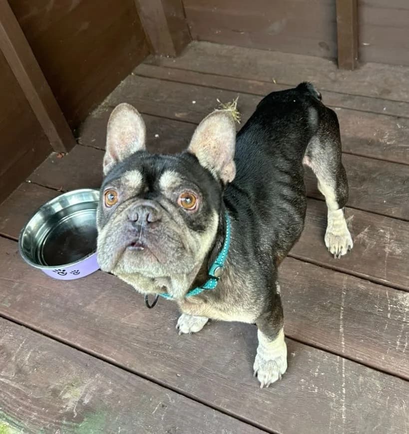 Ziggy, male Mixed Breed for adoption at Freshfields Animal Rescue, Liverpool photo 3