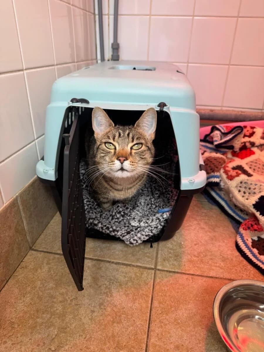 Zoya,  Mixed Breed for adoption at Newcastle Dog and Cat Shelter, Newcastle