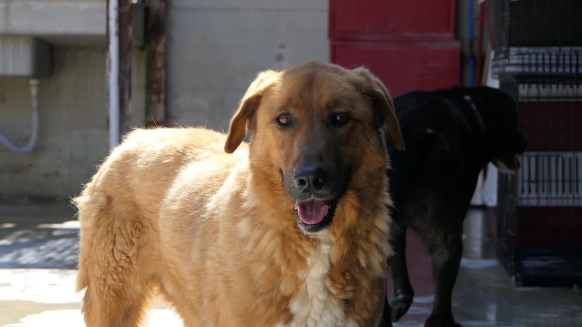 Nolan, Mixed Breed (Save a Greek Stray)