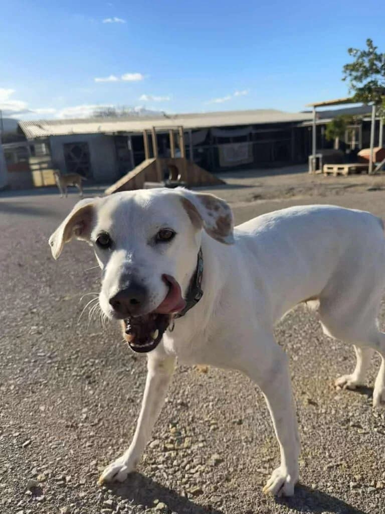 Soraya, female 3yo Mixed Breed for adoption at Souda Shelter, Chania