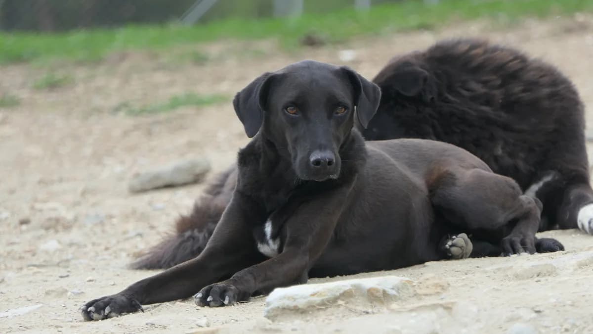 MORFEAS, male 7yo Mixed Breed for adoption at Save a Greek Stray, Metsovo