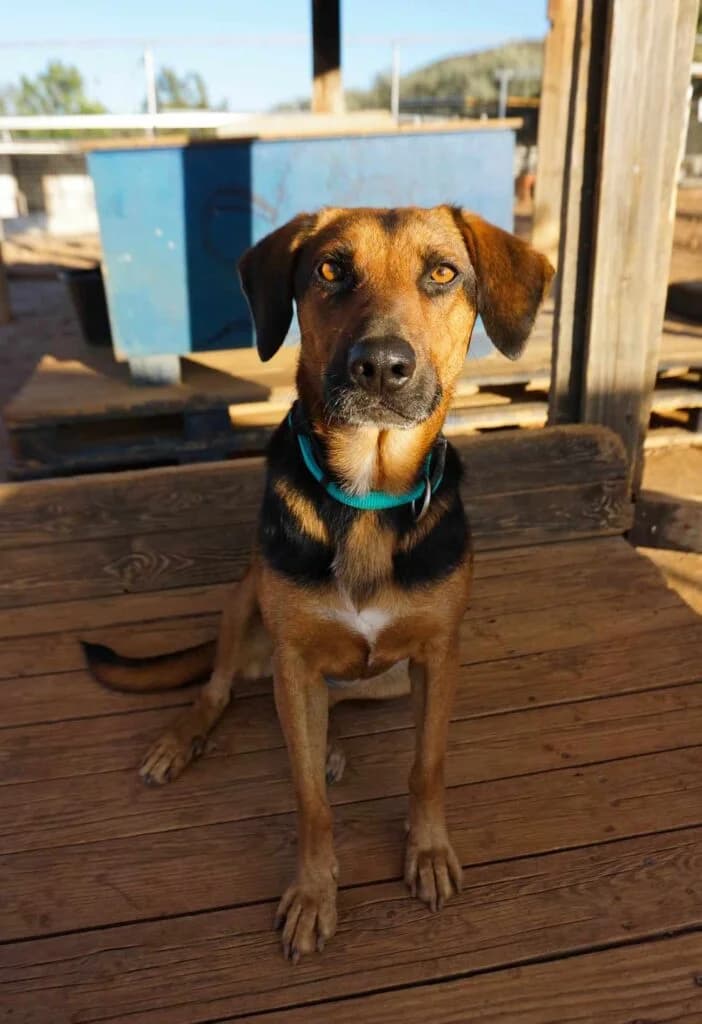 Orelle (adopted), brown female Mixed Breed for adoption at Souda Shelter, Chania