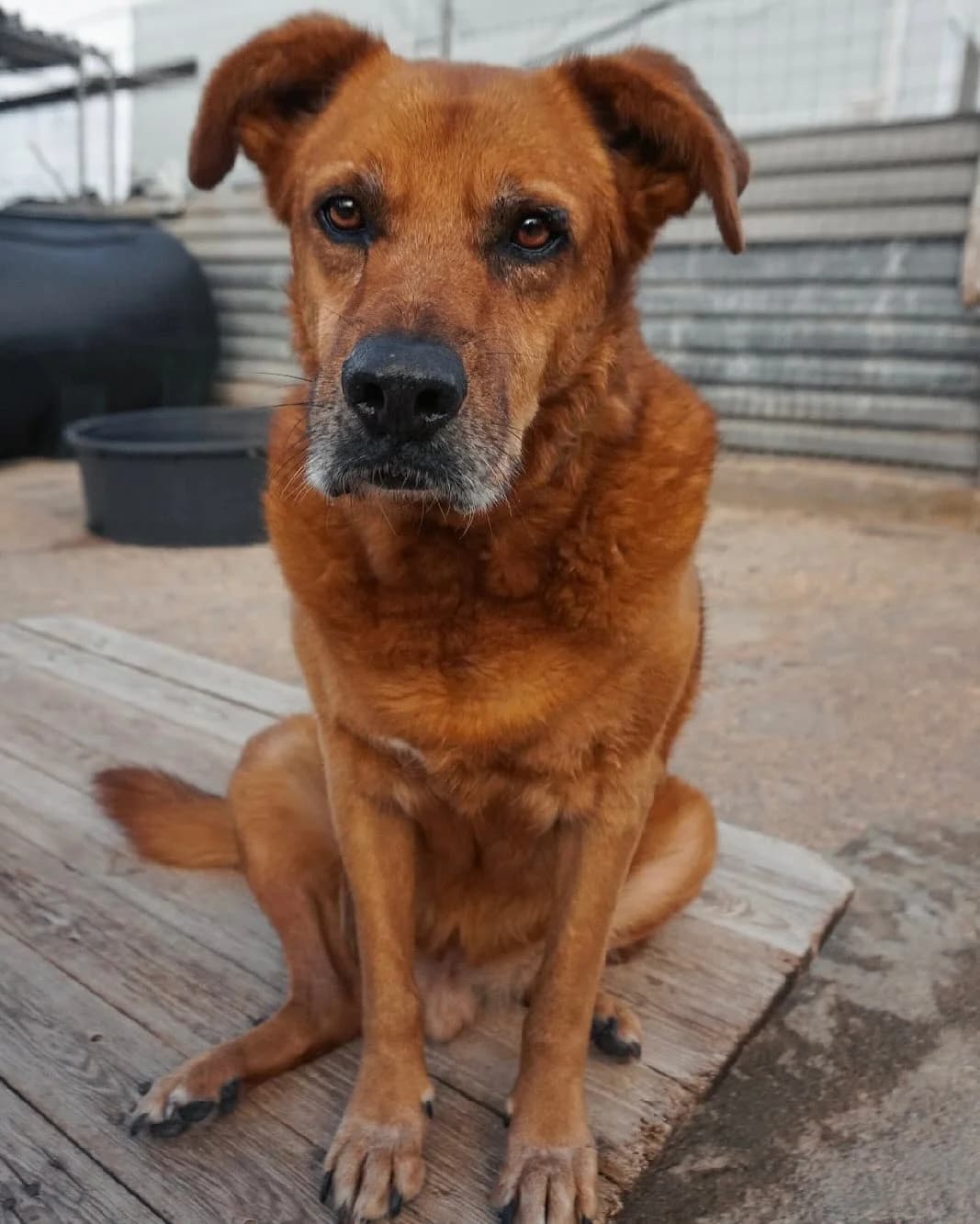 Kanellos, female 3yo Mixed Breed for adoption at Souda Shelter, Chania