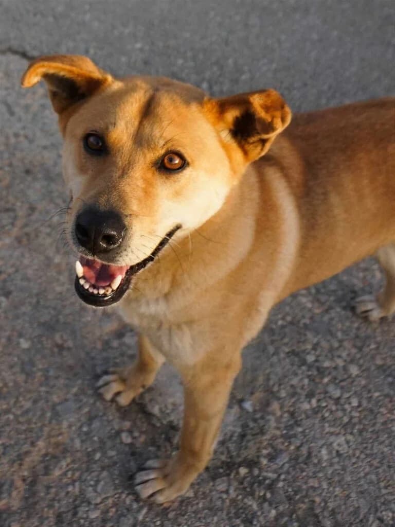 Selena, tan female Mixed Breed for adoption at Souda Shelter, Chania