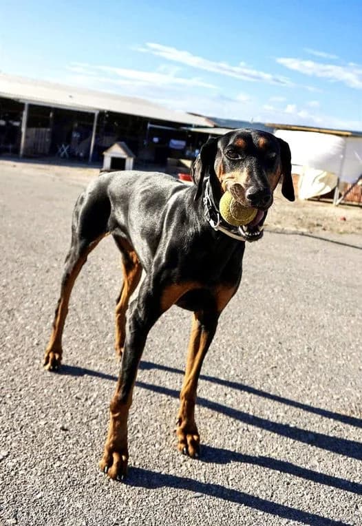 Irma, female 3yo Doberman for adoption at Souda Shelter, Chania