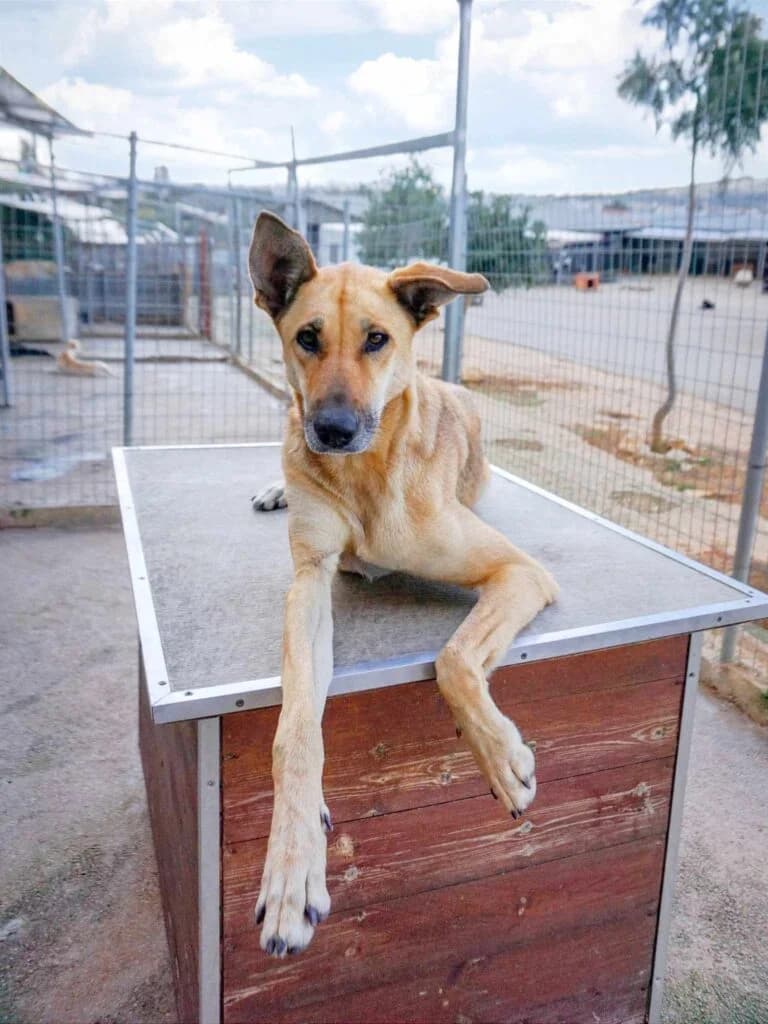 Naomi, fawn female Mixed Breed for adoption at Souda Shelter, Chania