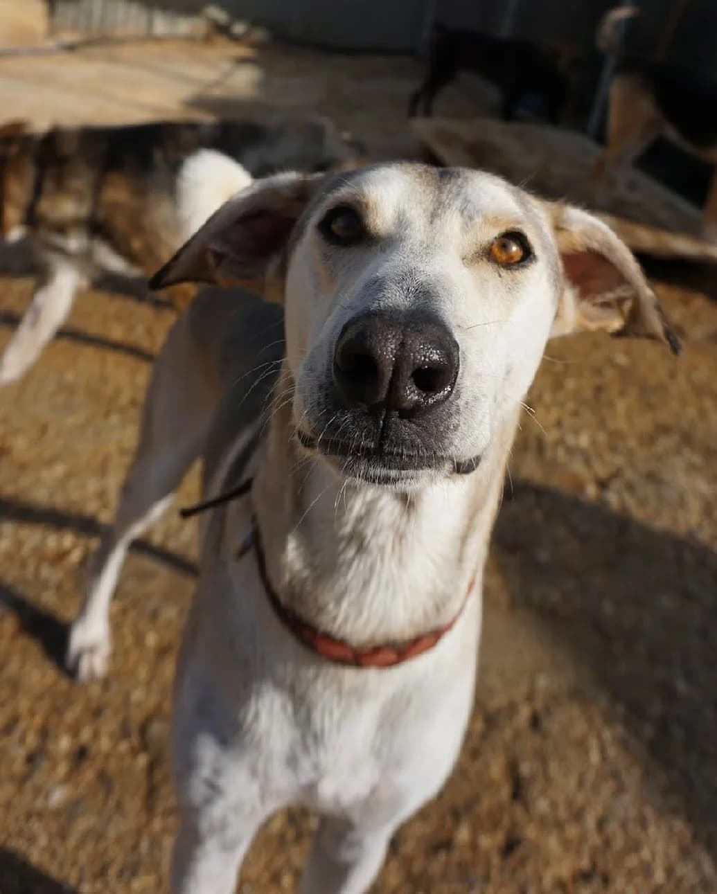 Azor, male 3yo Cretan Hound for adoption at Souda Shelter, Chania