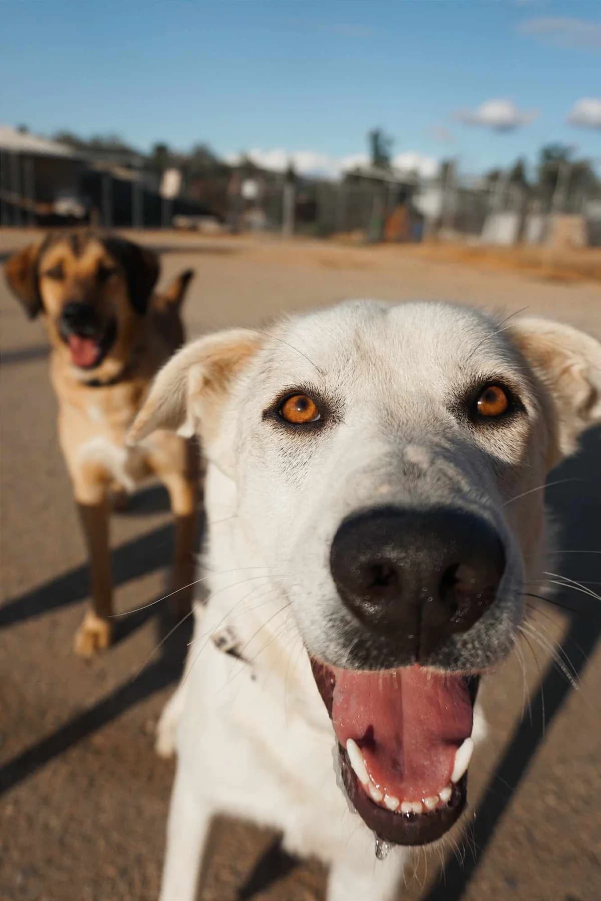 Chevy, white male Mixed Breed for adoption at Souda Shelter, Chania