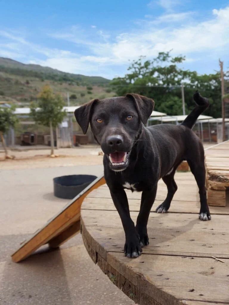 Melvin, black male Mixed Breed for adoption at Souda Shelter, Chania