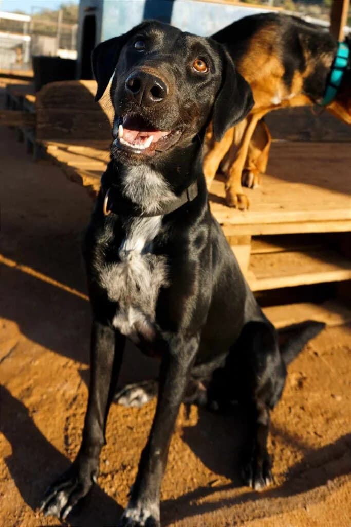 Brady, male 3yo Mixed Breed for adoption at Souda Shelter, Chania
