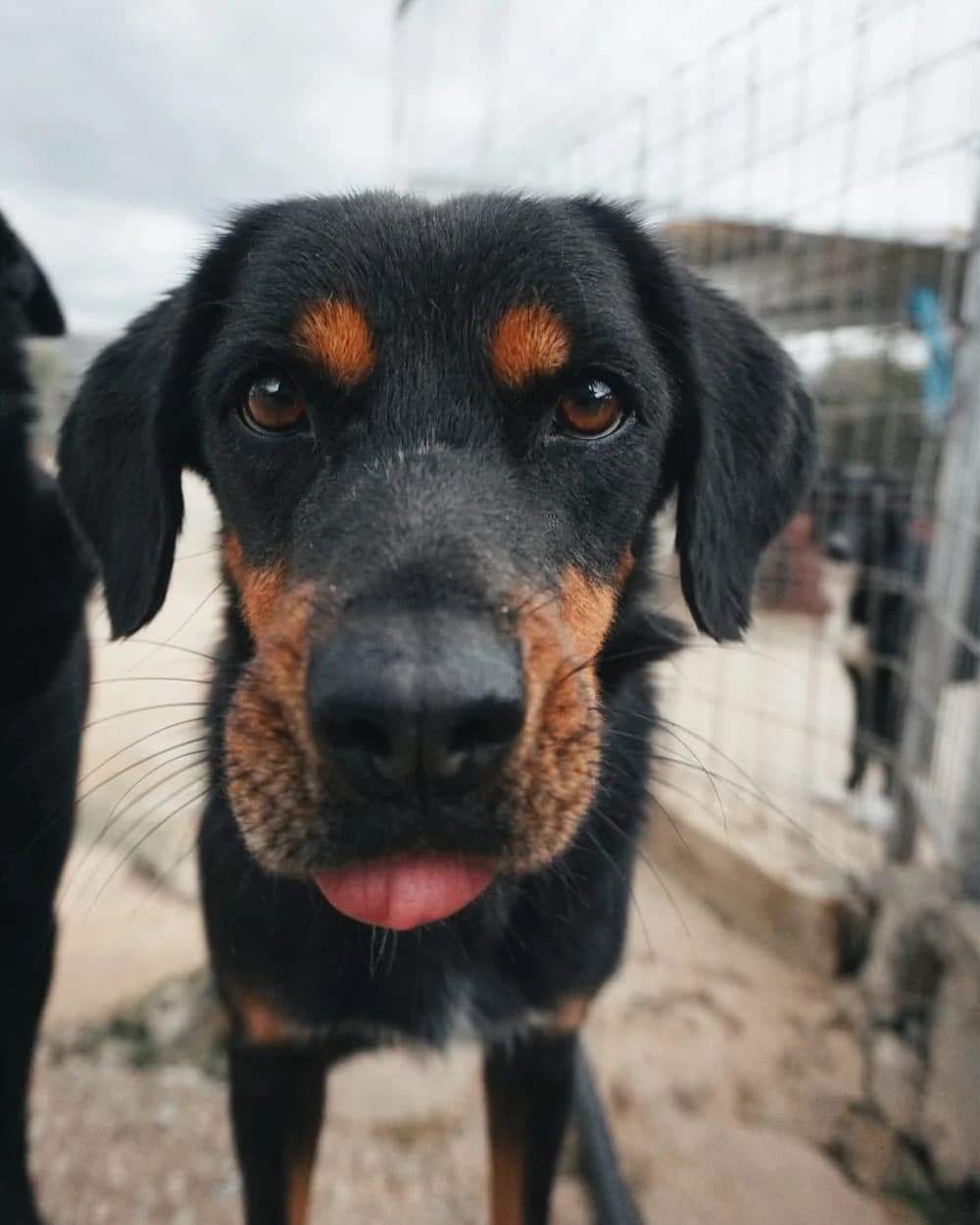 Valerie, female 3yo Mixed Breed for adoption at Souda Shelter, Chania