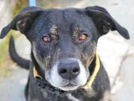 Olivia (Ολίβια), female 6yo Mixed Breed for adoption at SPAZ Athens, Athens