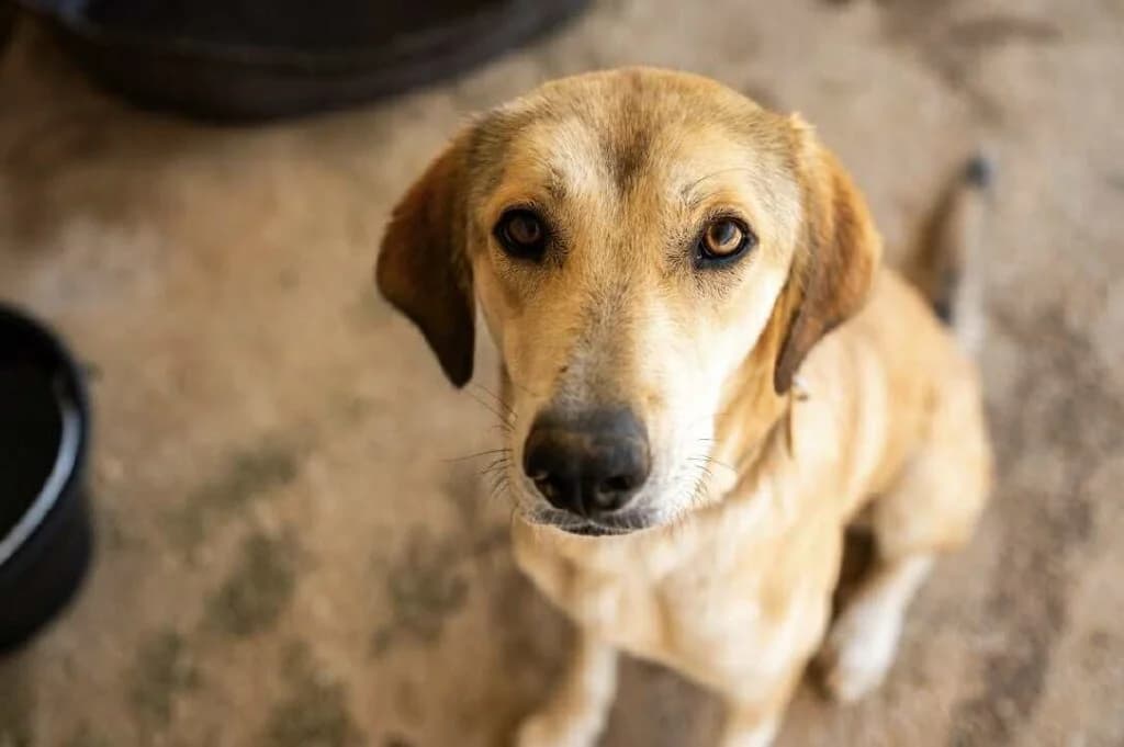 Wednesday, brown_chocolate female Mixed Breed for adoption at Souda Shelter, Chania