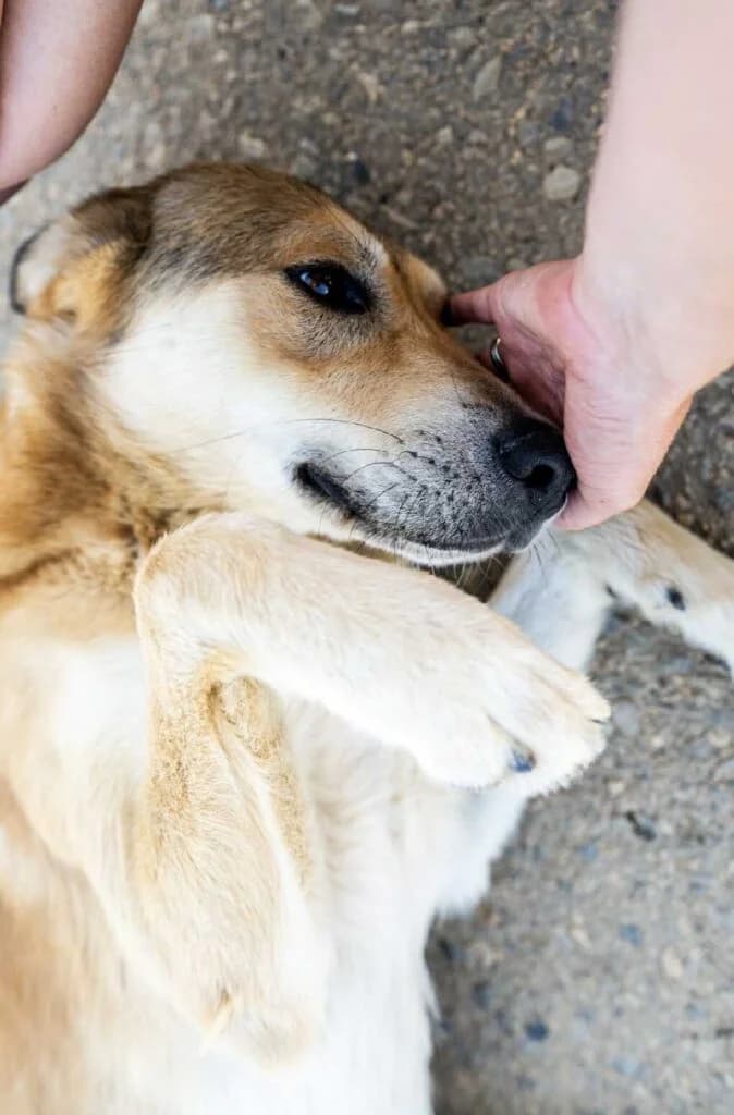 Friday, unknown female Mixed Breed for adoption at Souda Shelter, Chania