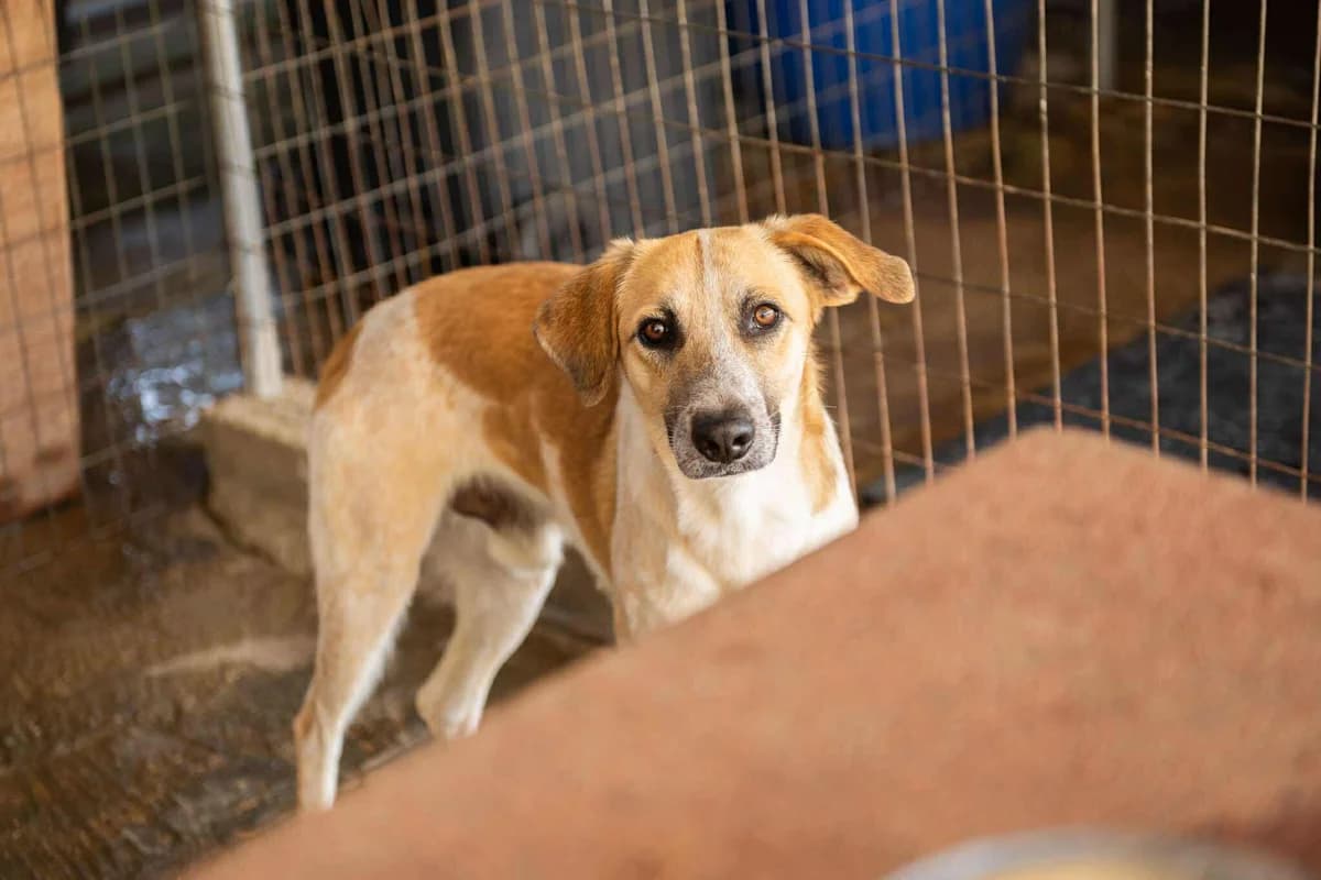 Dawson, yellow female Mixed Breed for adoption at Souda Shelter, Chania
