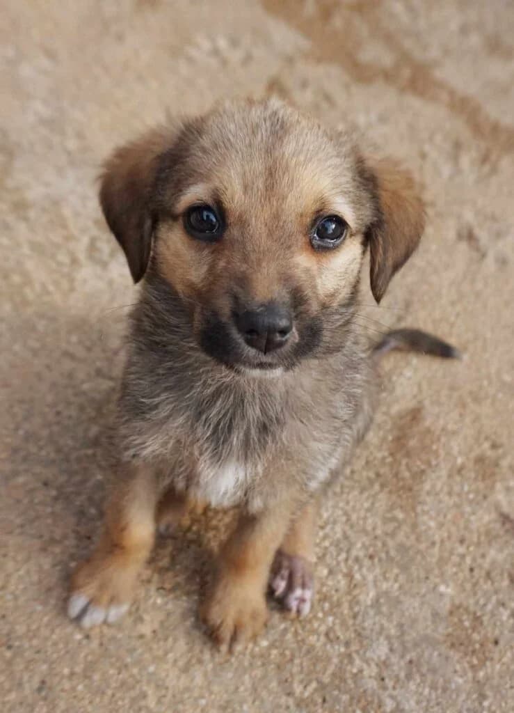 Waverly, yellow female Mixed Breed for adoption at Souda Shelter, Chania