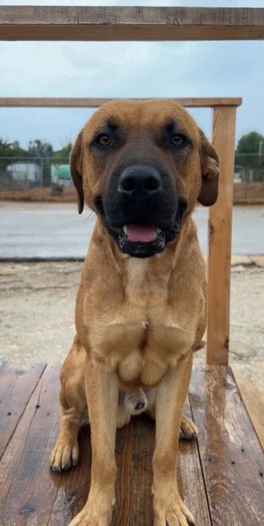 Kuerbis, Mixed Breed (Souda Shelter)