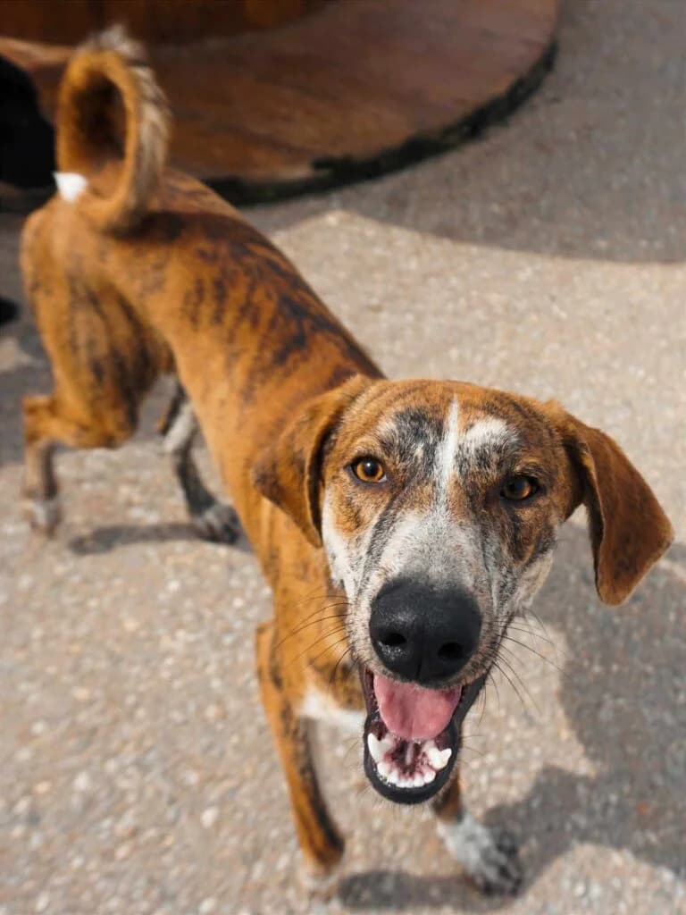 Fiyero, Mixed Breed (Souda Shelter)