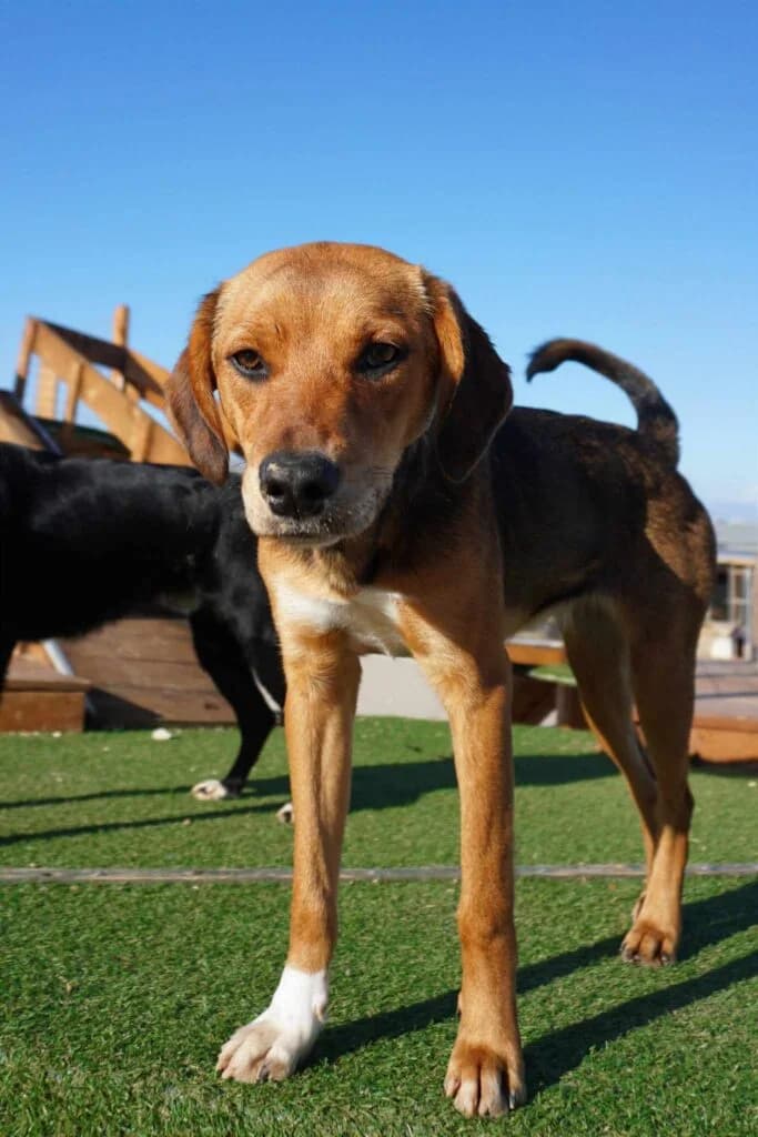 Elphaba, Mixed Breed (Souda Shelter)