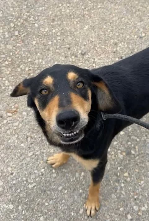 Beckett, black and tan male Mixed Breed for adoption at Souda Shelter, Chania