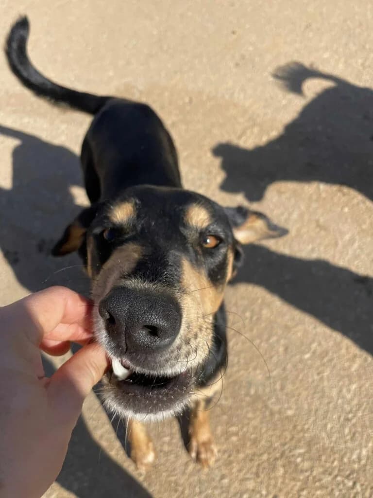 Axel, black and tan male Mixed Breed for adoption at Souda Shelter, Chania