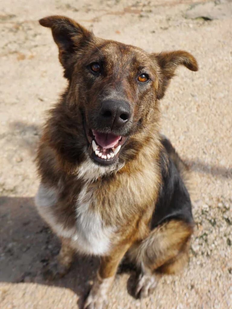 Reina (fostered in Germany)