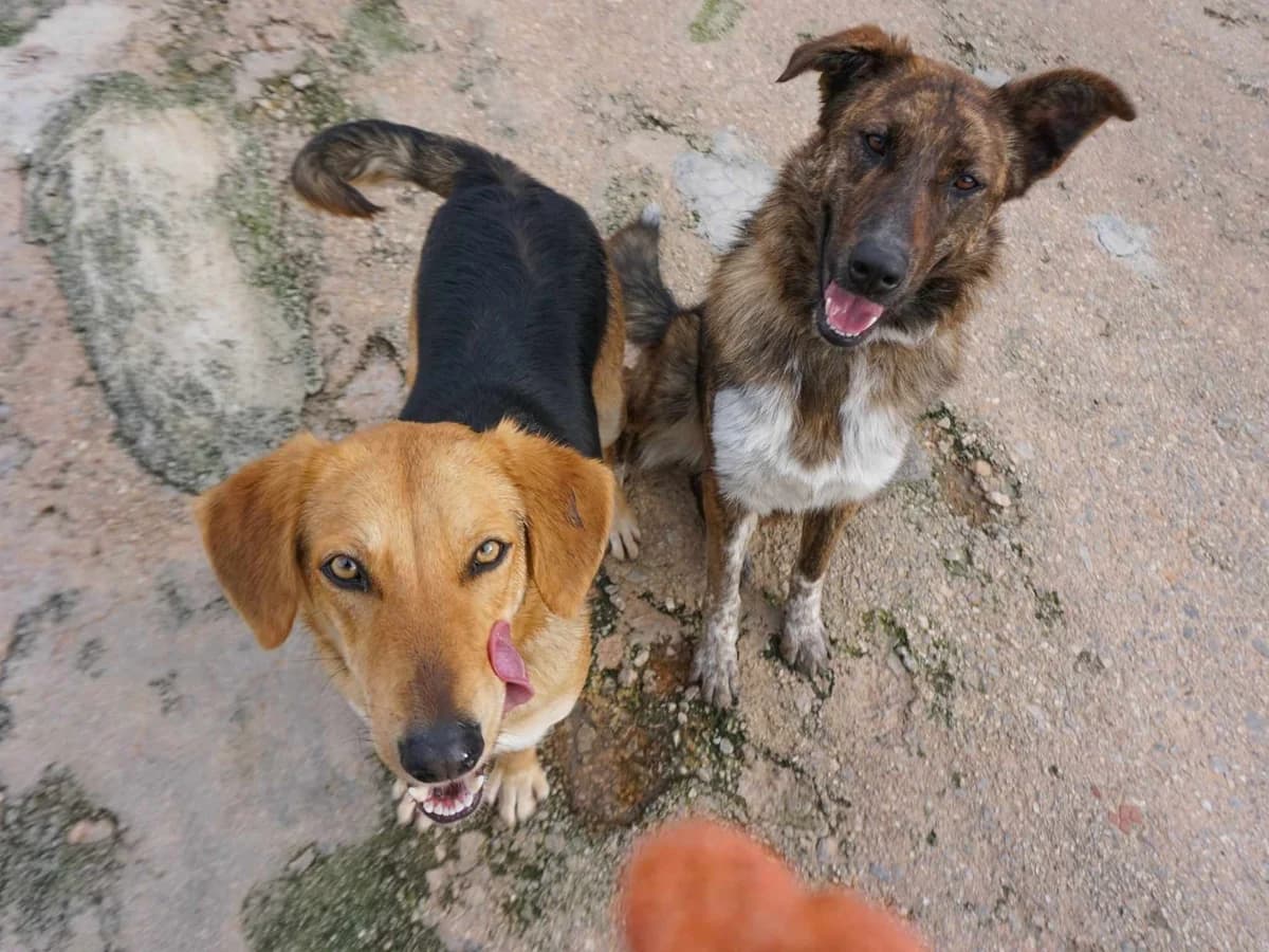 Reina (fostered in Germany) photo 6