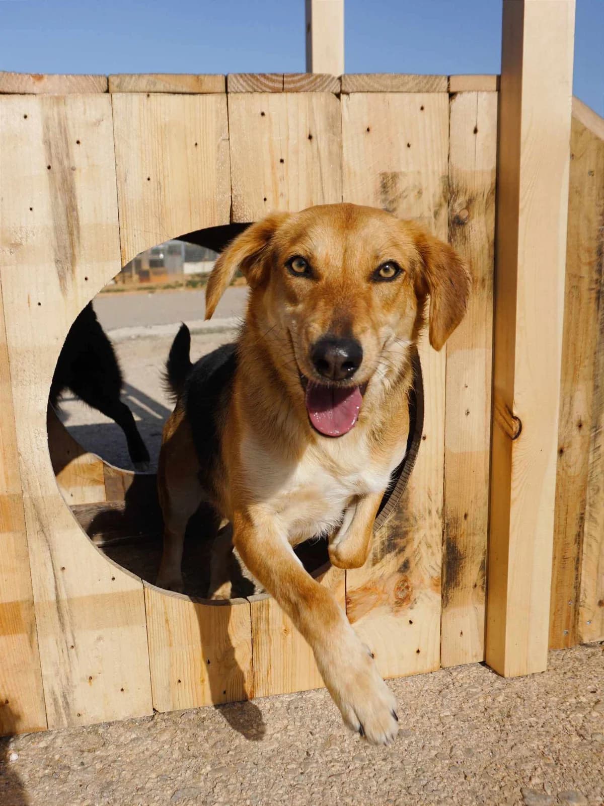 Reina (fostered in Germany) photo 7