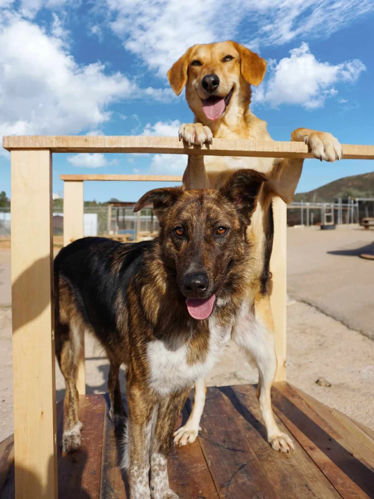 Reina (fostered in Germany) photo 8