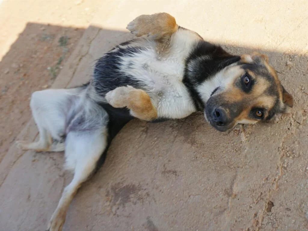 Arabica, tricolor female Mixed Breed for adoption at Souda Shelter, Chania