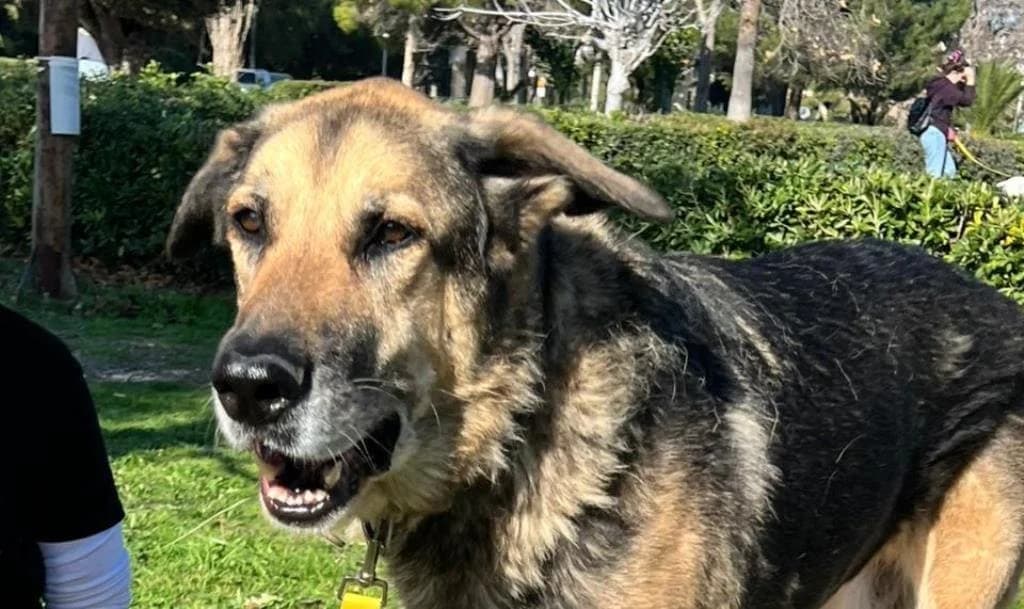 Marx (Μαρξ), male Mixed Breed for adoption at SPAZ Athens, Athens