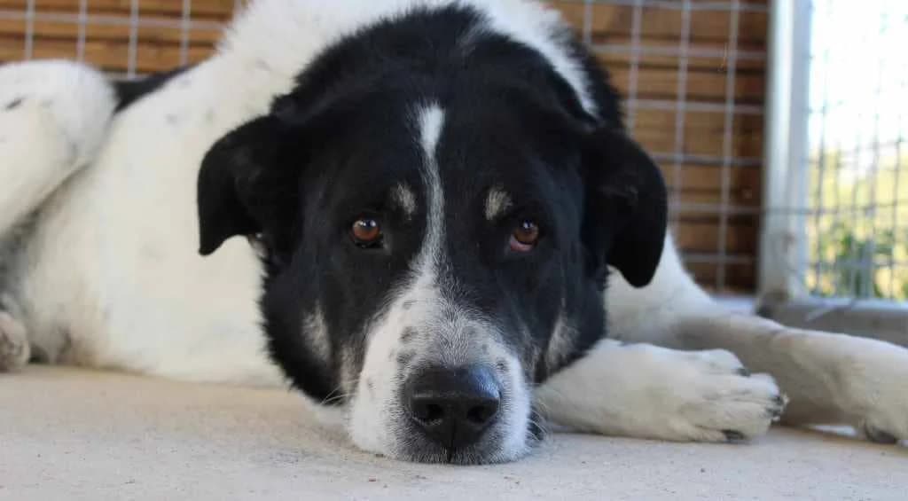 Thiseas (Θησέας), male Mixed Breed for adoption at SPAZ Athens, Athens