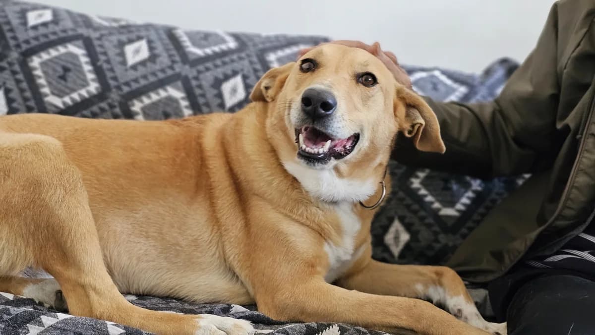 TOFFEE, Mixed Breed (Save a Greek Stray)