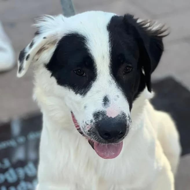 Mproyno (Μπρούνο), male Mixed Breed for adoption at SPAZ Athens, Athens
