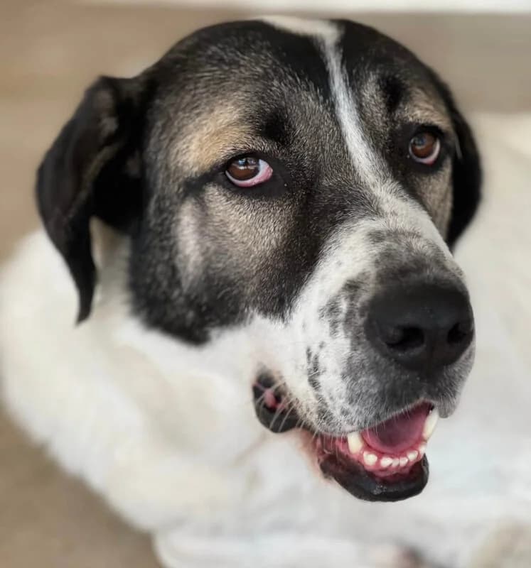 Eirini (Ειρήνη), female Mixed Breed for adoption at SPAZ Athens, Athens