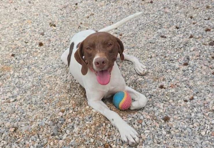 Ίrma (Ίρμα), female Mixed Breed for adoption at SPAZ Athens, Athens