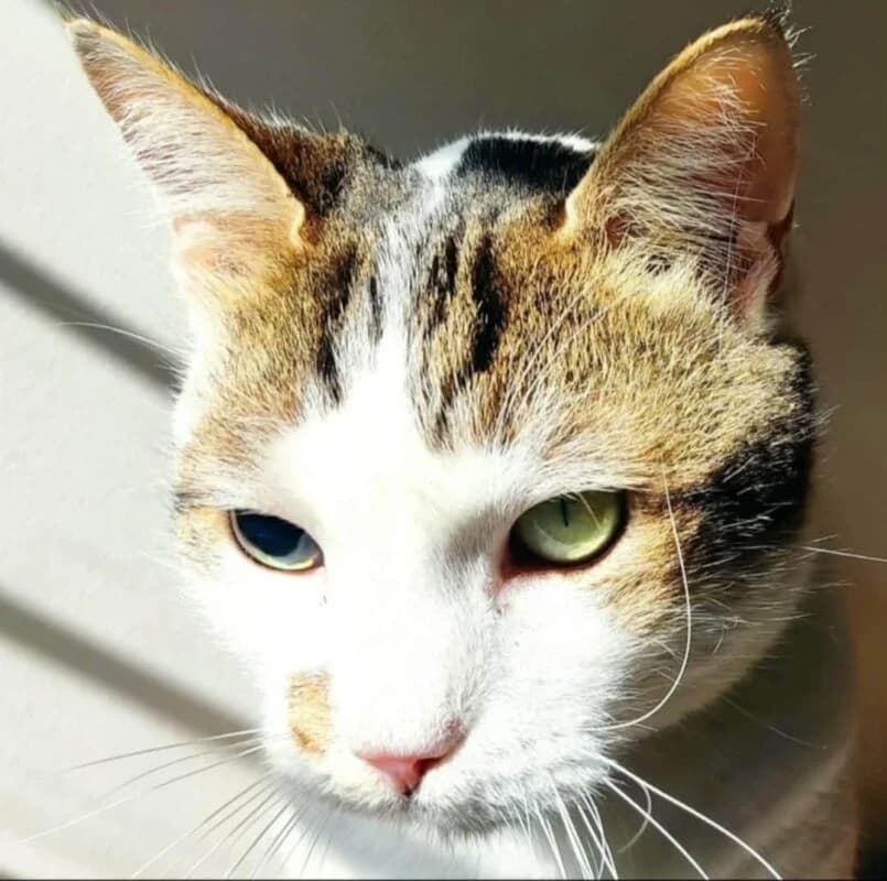 Oratios (Οράτιος), male Domestic Shorthair for adoption at SPAZ Athens, Athens