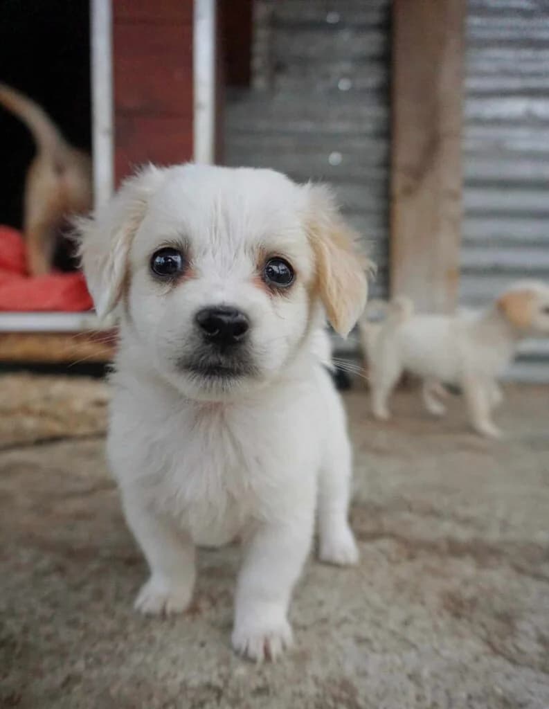 Arlo (passed away), white female Mixed Breed for adoption at Souda Shelter, Chania