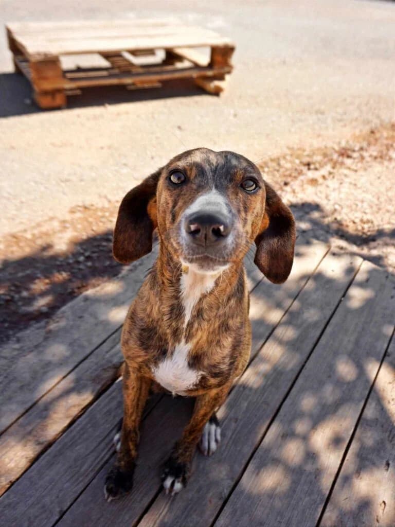 Xavier, brown male Mixed Breed for adoption at Souda Shelter, Chania