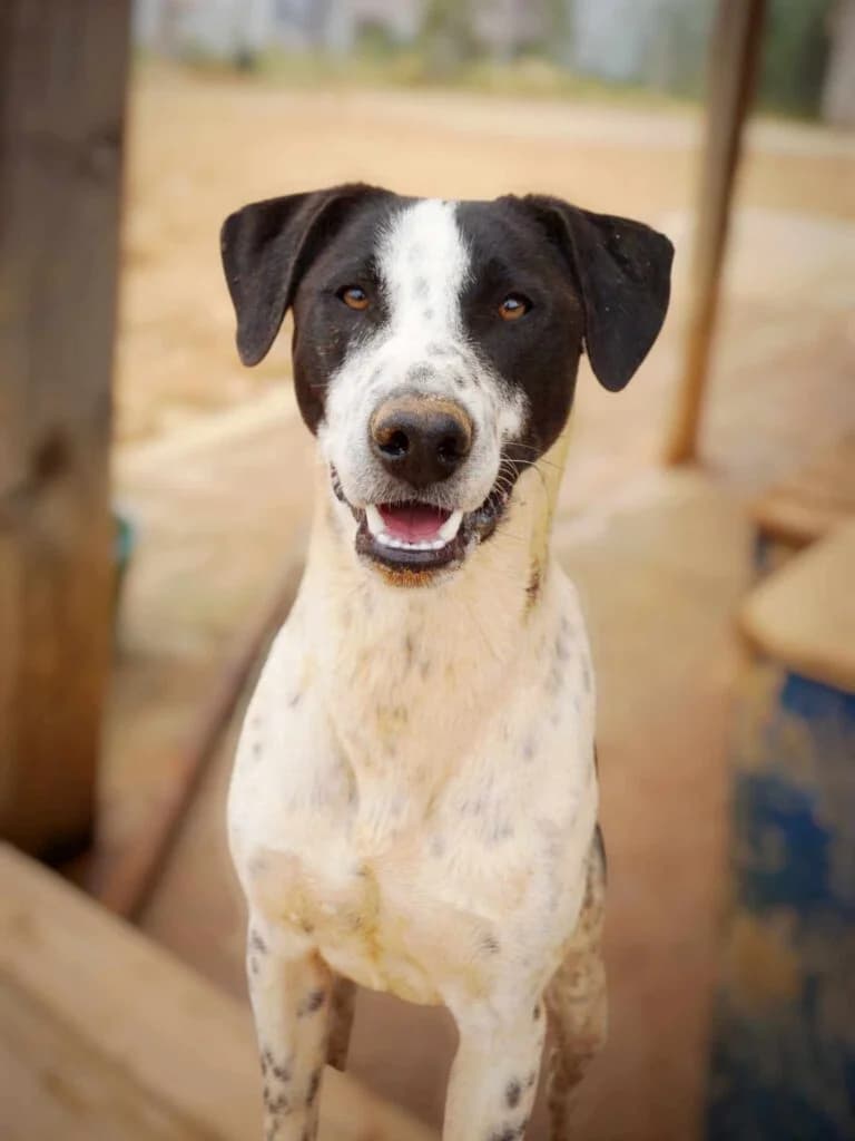 Okeanos, white male Mixed Breed for adoption at Souda Shelter, Chania