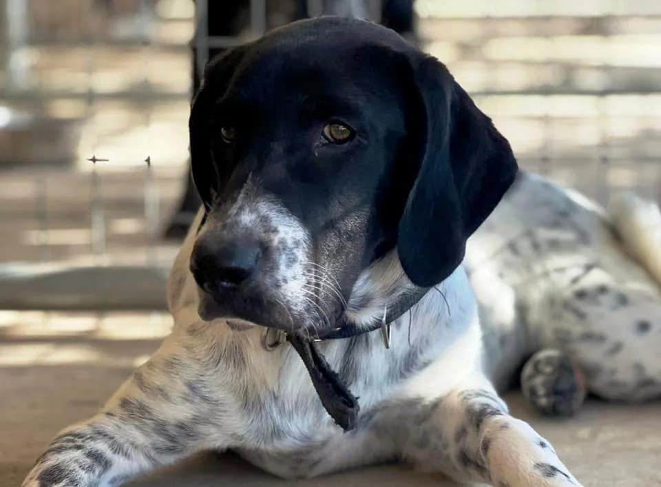 Maira (Μάιρα), female Mixed Breed for adoption at SPAZ Athens, Athens